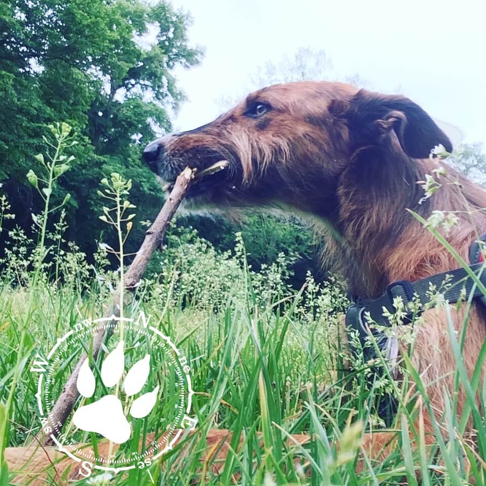 Xylit und Zuckerersatz tödlich für Hunde Eingenordet