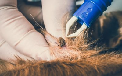 Zeckenschutz für Hunde