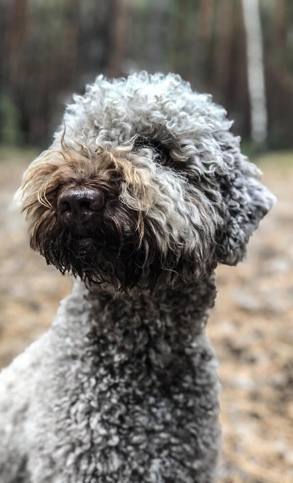 Lagotto